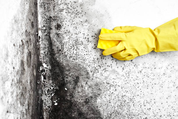 Best Residential Mold Remediation in Palo Alto, CA