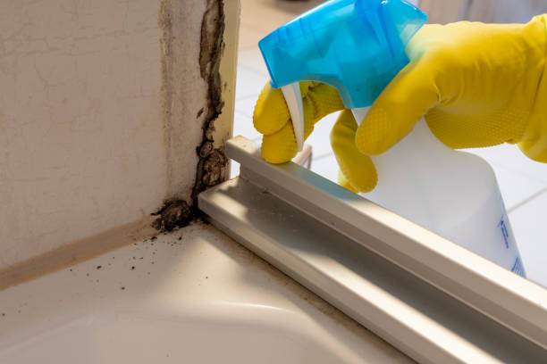 Best White Mold Remediation in Palo Alto, CA