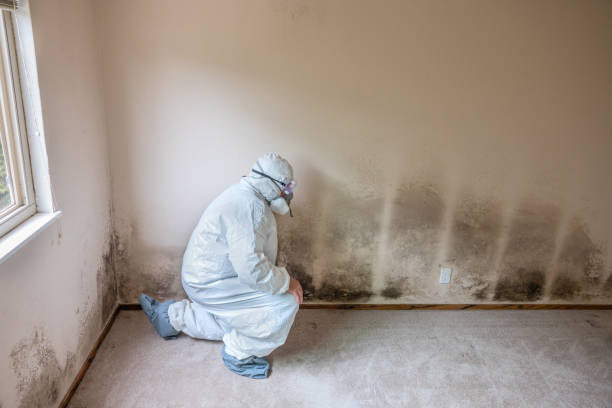 Best Mold Testing and Inspection Services in Palo Alto, CA