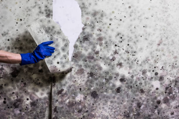 Professional Mold Remediation in Palo Alto, CA