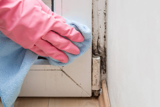 Best Post-Flood Mold Remediation in Palo Alto, CA